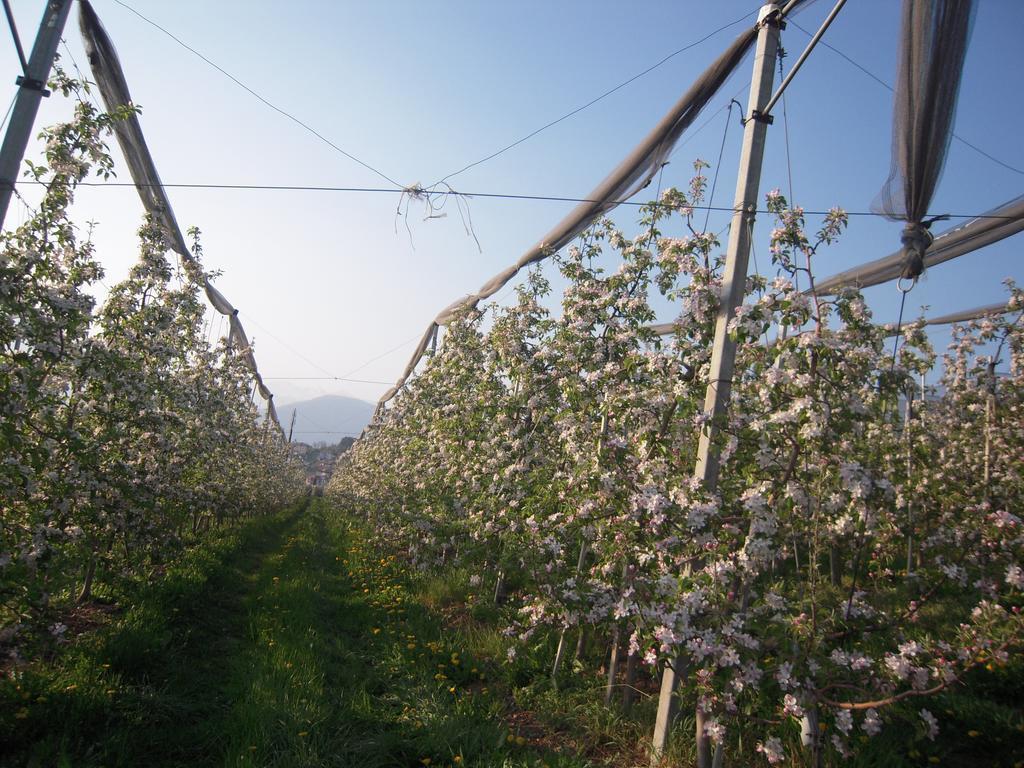 Agritur Widmann * Coredo